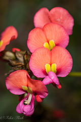 Kennedia coccinea