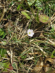 Hepatica americana