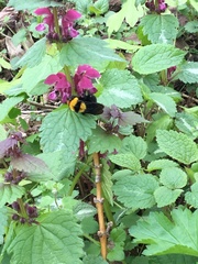 Bombus argillaceus