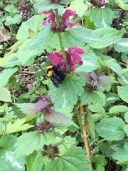 Bombus argillaceus
