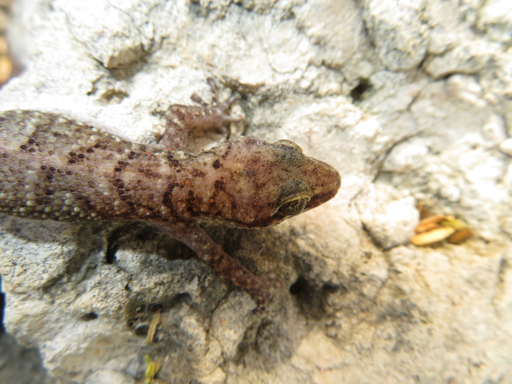 Aruba Leaf-Toed Gecko