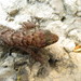Aruba Leaf-toed Gecko - Photo (c) Lauren Livo, some rights reserved (CC BY-NC), uploaded by Lauren Livo