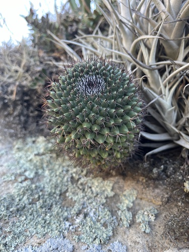 Foto de Mammillaria polythele é conhecida como "cacto-mamilo"