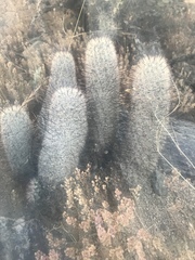 Mammillaria grahamii