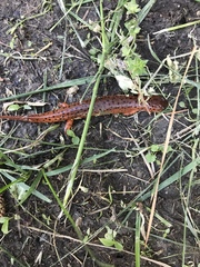 Pseudotriton montanus montanus