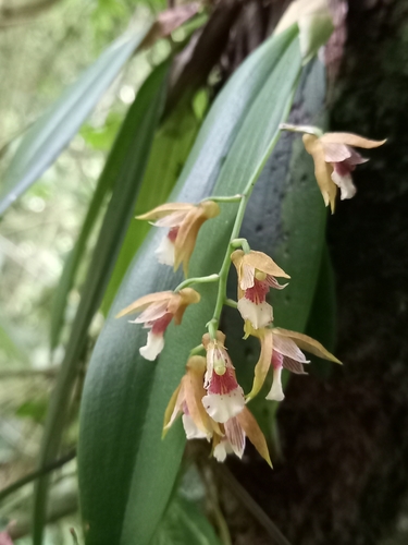 Comparettia tungurahuae (Dodson) M.W.Chase & N.H.Williams 3