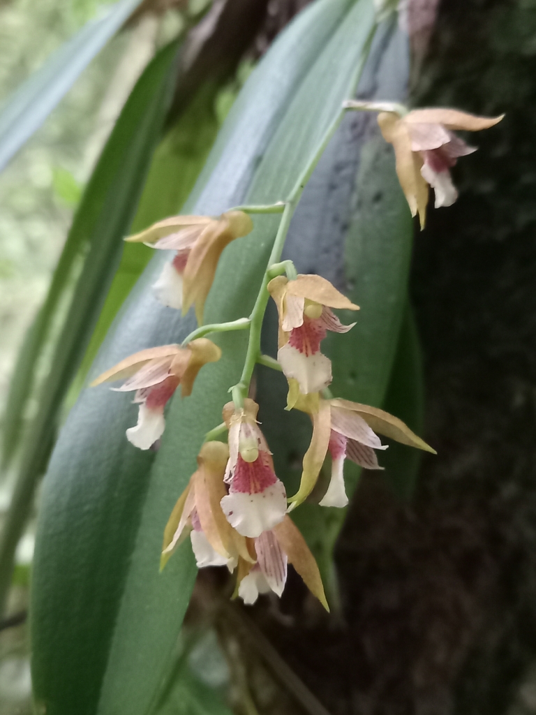 Comparettia tungurahuae