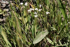 Plagiobothrys fulvus