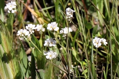 Plagiobothrys fulvus