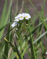 Plagiobothrys fulvus