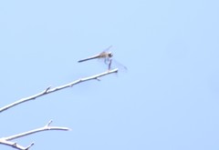 Libellula needhami