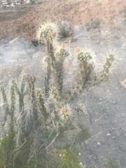 Cylindropuntia acanthocarpa