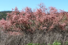 Tamarix parviflora