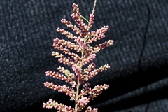 Tamarix parviflora