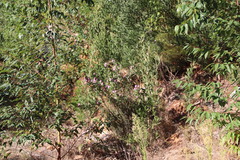 Indigofera cytisoides