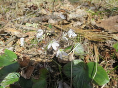 Hepatica americana