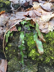 Asplenium scolopendrium americanum