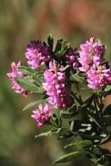 Indigofera cytisoides