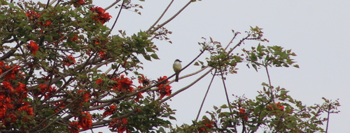thick-billed kingbird (Tyrannus crassirostris)