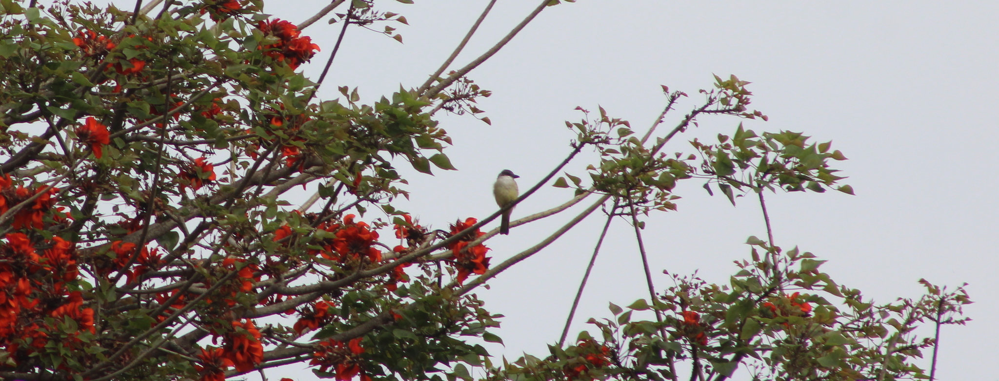 Thick-billed Kingbird illustration