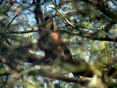 Saltatricula multicolor