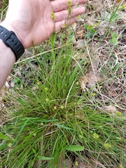 Carex muehlenbergii
