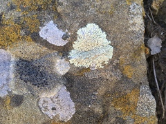 Lecanora gangaleoides