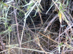 Tropidurus etheridgei