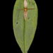 Pleurothallis crucifera - Photo (c) Kevin W. Holcomb, some rights reserved (CC BY-NC), uploaded by Kevin W. Holcomb