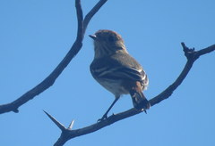 Knipolegus striaticeps