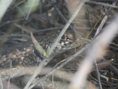 Tropidurus etheridgei