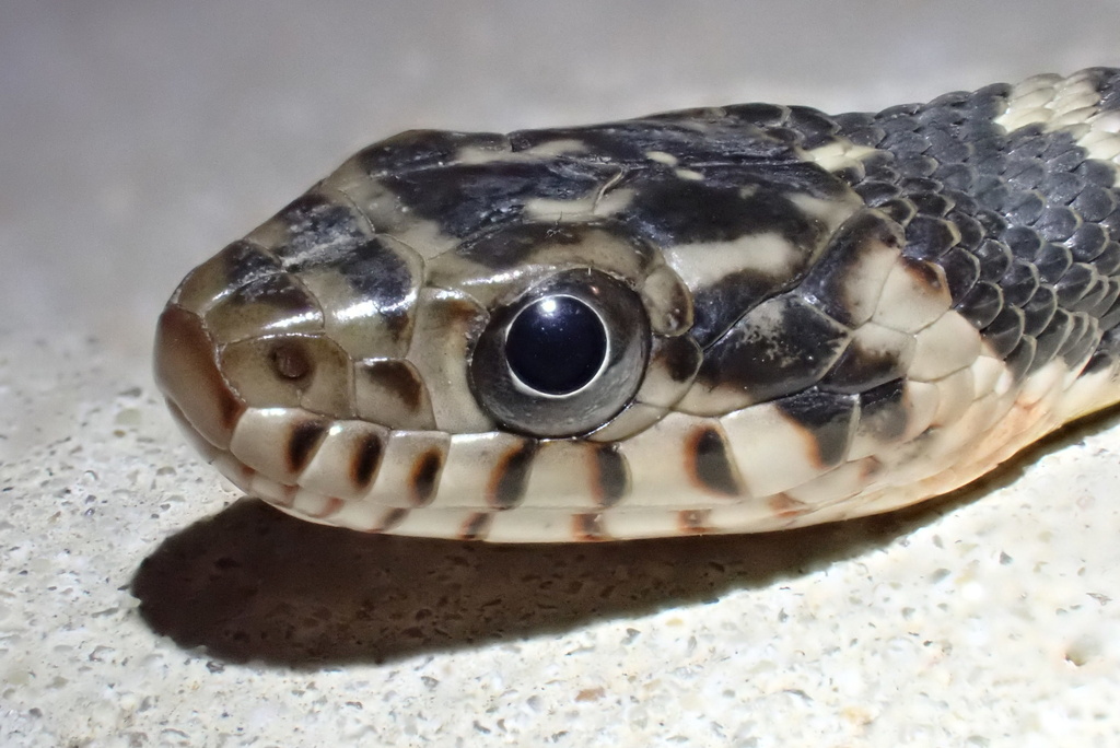 Plainbelly Water Snake