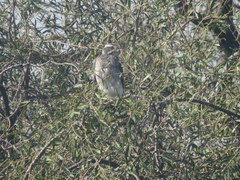 Spiziapteryx circumcincta