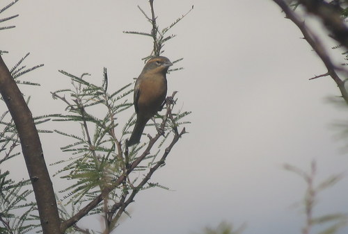 Poospiza ornata