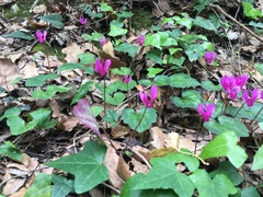 Cyclamen repandum