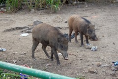 Sus scrofa vittatus