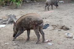 Sus scrofa vittatus