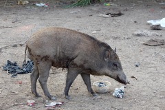 Sus scrofa vittatus