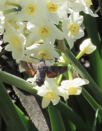 Eurasian Hummingbird Hawkmoth photo 5