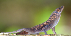 Anolis conspersus