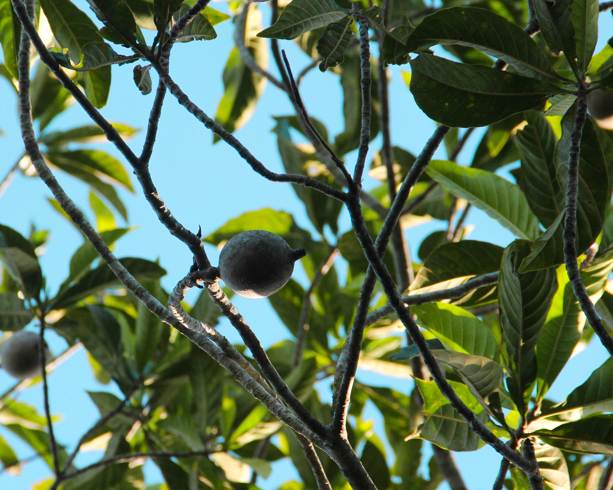 Genipa americana