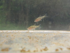 Barbodes semifasciolatus