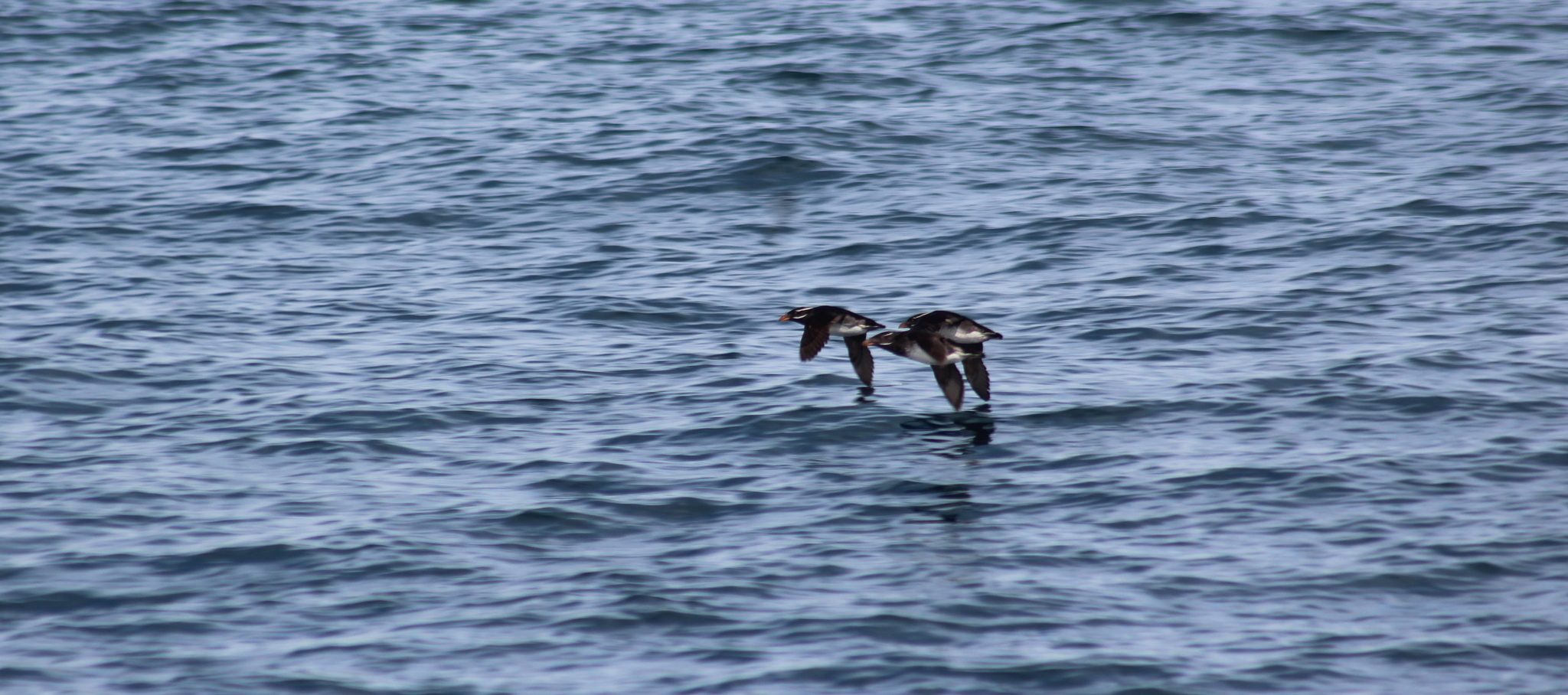 Rhinoceros Auklet (Cerorhinca monocerata)