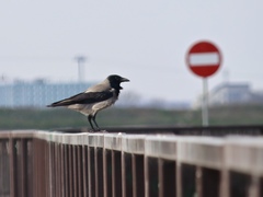 Corvus cornix