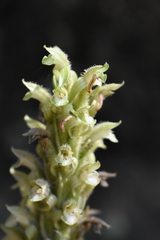 Sarcoglottis rosulata