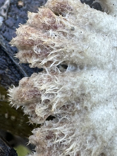 Paprastoji alksniabudė nuotrauka