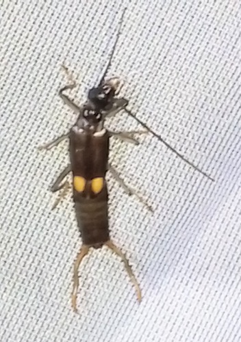 Kleter americanus · iNaturalist