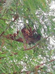Lepidoptera