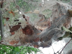 Lepidoptera