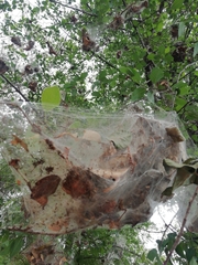 Lepidoptera